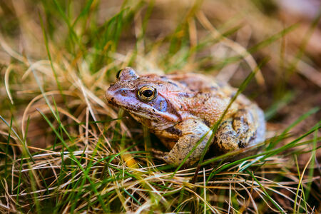 frog in natural habitat close up foregroundの写真素材
