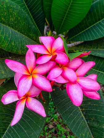 Most Beautiful Pink Flowers Close Up Springの写真素材