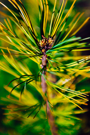 Young Branch Cedar in Spring close upの写真素材