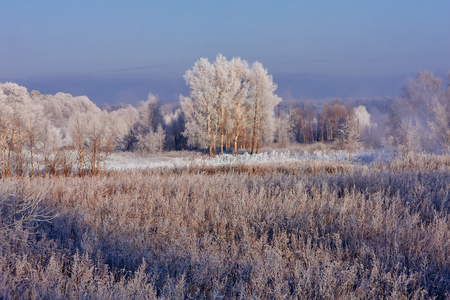 Winter background with frozen tree branches. Sunny day in Russia.の写真素材