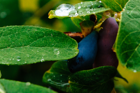 Close up of ripe and juicy honeysuckle berries and water or rain drops on green leavesの写真素材