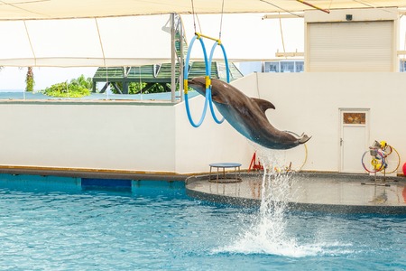 dolphin jumping through a hoopの写真素材