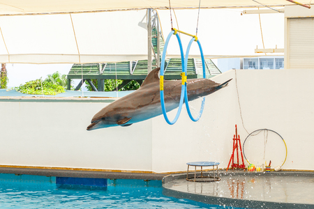 dolphin jumping through a hoopの写真素材