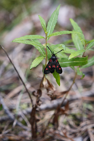 Butterfly on a blade of grassの写真素材