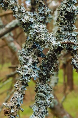 Lichen on tree branches close-up on blurred backgroundの写真素材