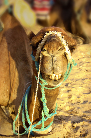 The camel on a halt in the Sahara Desertの写真素材