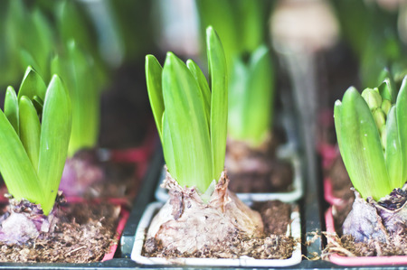 Sprouts of hyacinth with bulbs in pots closeup shotの写真素材
