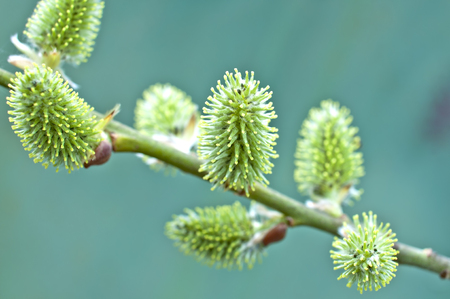 Pussy-willow Buds on a branch in early springの写真素材