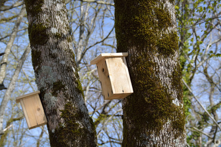 Wooden birdhouses on the tree trunksの写真素材
