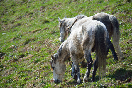 A couple of horses eating the grass on the mountain slopeの写真素材