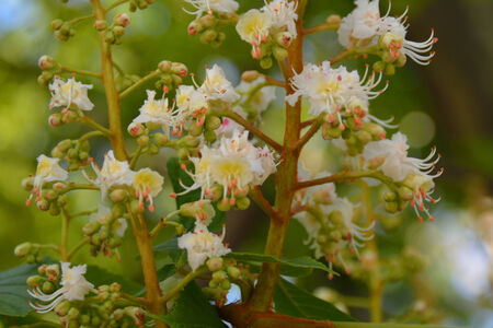 Chestnut flowers closeup with green leaves on the foregroundの写真素材