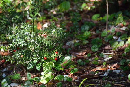Ruscus on the groun with ripe berriesの写真素材