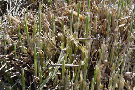 Green cut stems of pampass grass (cortaderia argentea)の写真素材