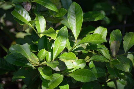 Thea sinensis (green tea) leaves on the branchの写真素材