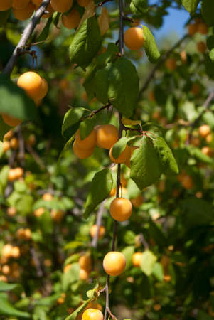 Cherry plum ripening on the branchの写真素材