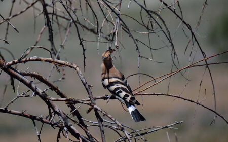 Hoopoe closeup on the tree looking in front to the cameraの写真素材