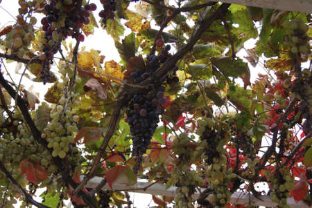 Different sorts of the grapes growing and hanging from the roofの写真素材