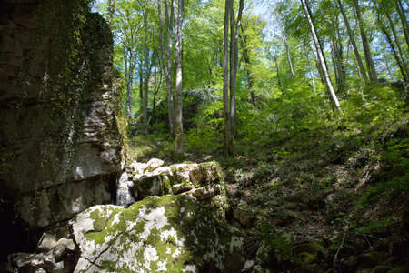 Vorontsov cave in Sochi and the nearby treesの写真素材
