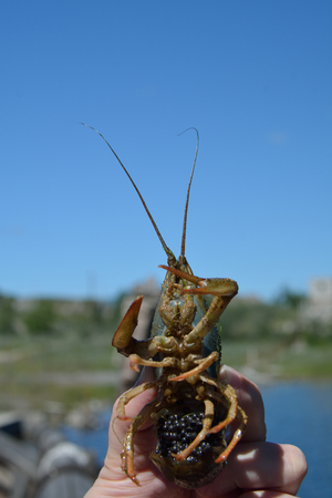 A crabfish with caviar in the hand of the woman outdoorsの写真素材