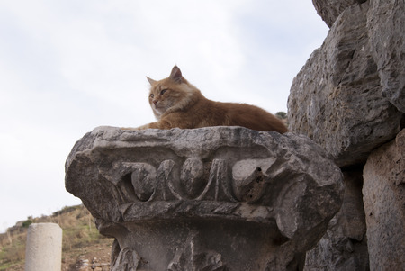A marble column with the red cat lying on it, Ephesus, Turkeyの写真素材