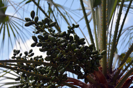 The green fruit of the date palm on the plantの写真素材