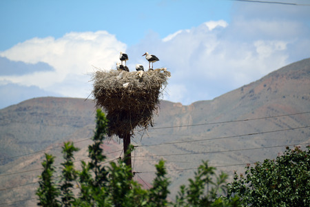 Four storks in a nest in summer