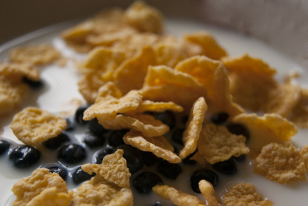 cruspy corn flakes with milk and blackberries, closeupの写真素材