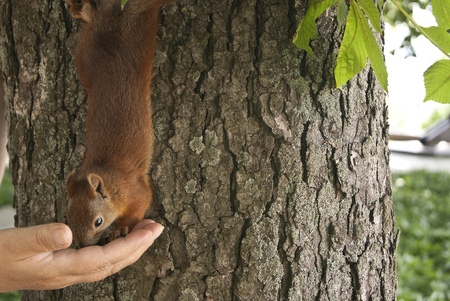 squirrel eating nuts from a woman hand in the parkの写真素材