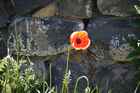 Poppy seed on the grey stones in sunny weatherの写真素材