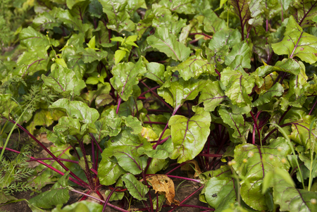 Young beetroot growing in the earth
