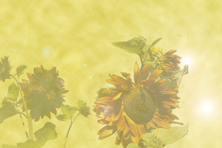 yellow background with glare and a bunch of brown sunflowersの写真素材