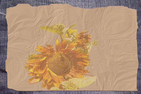 background with blue denim, brown sunflower and ruffle paper, blankの写真素材
