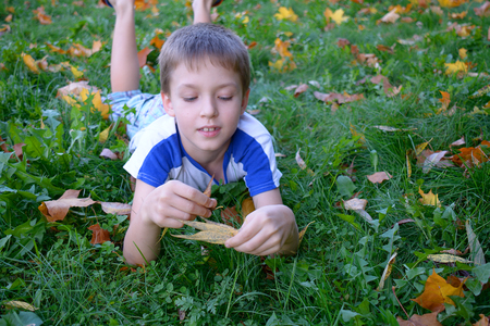 Child looking at the maple leaves, in autumnの写真素材
