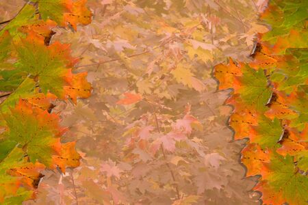 Vibrant autumn background with maple leaves of various colorの写真素材