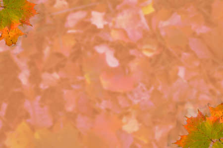 bright orange background with vibrant maple leaves on the edgesの写真素材