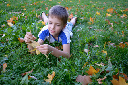 Boy explores fall yellow leaves lying on the groundの写真素材