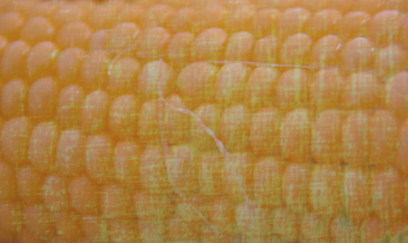 closeup texture of the uncovered cornbob, with fibresの写真素材