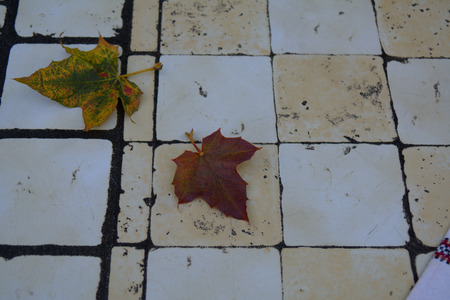 Checked table with two bright autumn leavesの写真素材