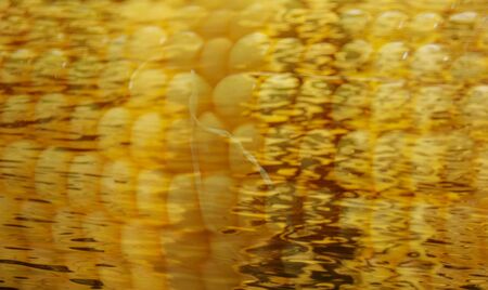 closeup texture of the uncovered cornbob, with fibresの写真素材