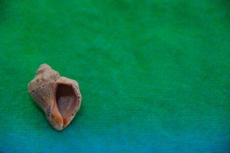 green abd blue background with a shell
