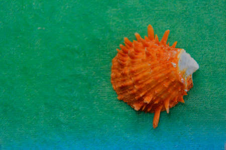 big orange shell with spikes on the green background