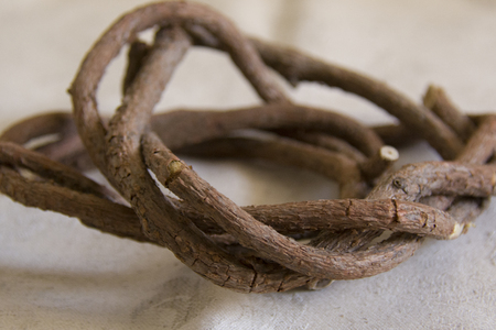 Twisted liana of schisandra chinesis, on the tableの写真素材