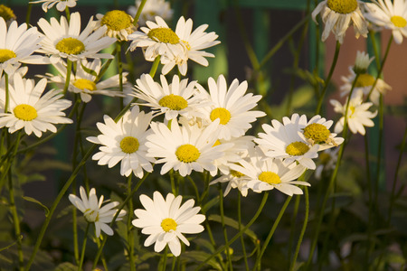 white flowers in the park, under the sunの写真素材