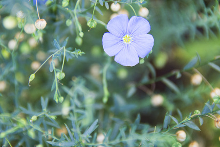 blue flax flower in summerの写真素材
