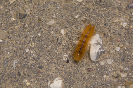 bright orange fluffy caterpillar on the pavementの写真素材