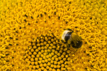 closeup of the bee collecting honey on the sunflowerの写真素材