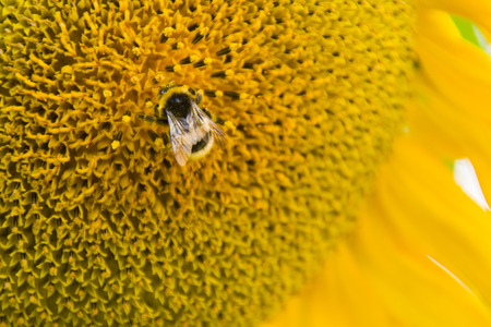 inner side of the sunflower, with an insectの写真素材