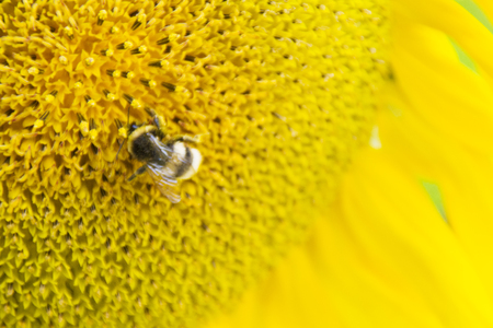 yellow sunflower with a bumblebeeの写真素材