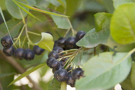 black berries of the chokeberry, in autumnの写真素材