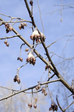 small berries of howthorn covered with snowの写真素材